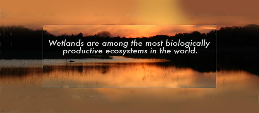wetlands